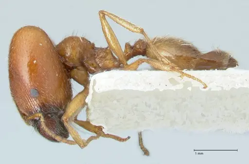 Pheidole schultzei specimen FOCOL1315 image focol1315_3