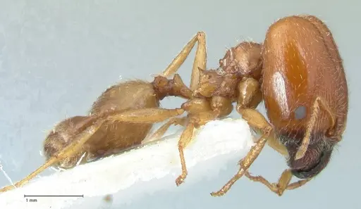 Pheidole schultzei specimen FOCOL1315 image focol1315_4