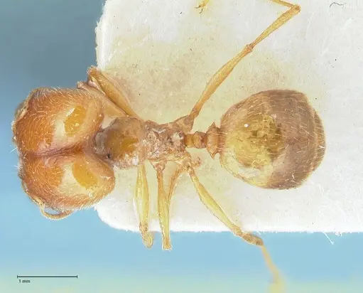 Pheidole schultzei specimen FOCOL1316 image focol1316_1