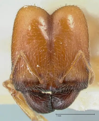 Pheidole schultzei specimen FOCOL1316 image focol1316_2