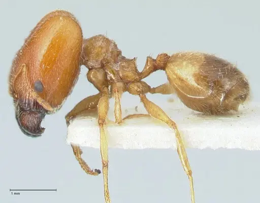 Pheidole schultzei specimen FOCOL1316 image focol1316_3