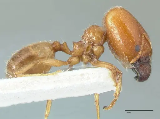 Pheidole schultzei specimen FOCOL1316 image focol1316_4