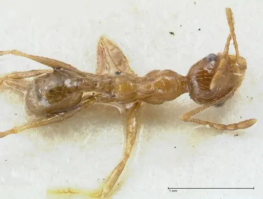 Pheidole schultzei specimen FOCOL1317 image focol1317_1