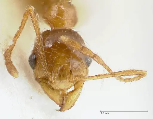Pheidole schultzei specimen FOCOL1317 image focol1317_2