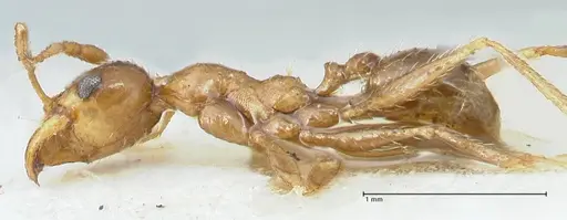 Pheidole schultzei specimen FOCOL1317 image focol1317_3