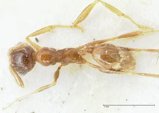 Pheidole schultzei specimen FOCOL1318 image focol1318_1