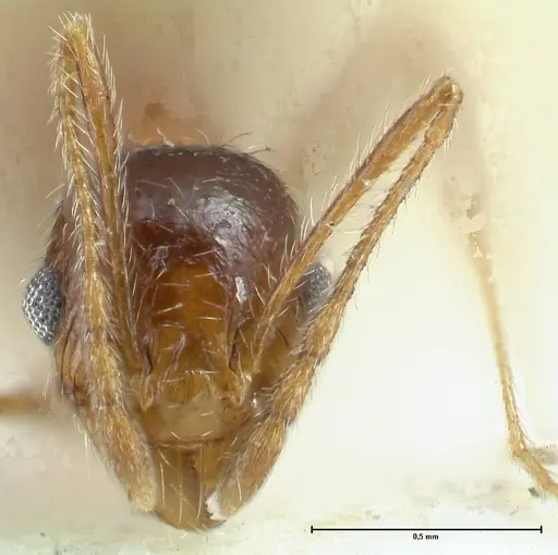 Pheidole schultzei specimen FOCOL1318 image focol1318_2