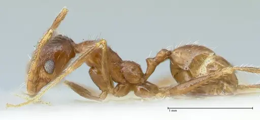 Pheidole schultzei specimen FOCOL1318 image focol1318_3