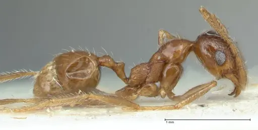 Pheidole schultzei specimen FOCOL1318 image focol1318_4