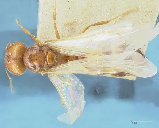Pheidole schultzei specimen FOCOL1319 image focol1319_1