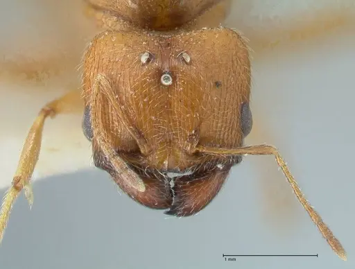 Pheidole schultzei specimen FOCOL1319 image focol1319_2