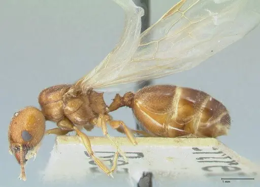 Pheidole schultzei specimen FOCOL1319 image focol1319_3