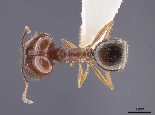 Pheidole schwarzmaieri specimen CASENT0652494 image casent0652494_1