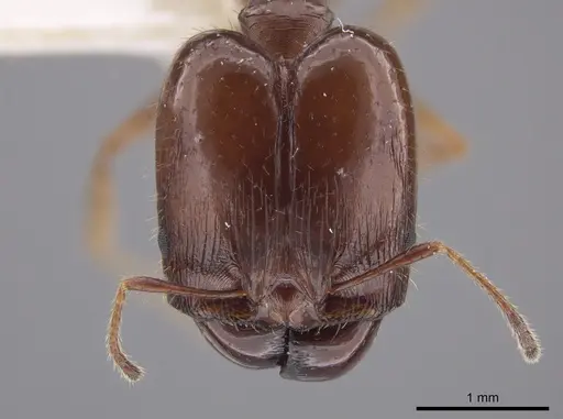 Pheidole schwarzmaieri specimen CASENT0652494 image casent0652494_2