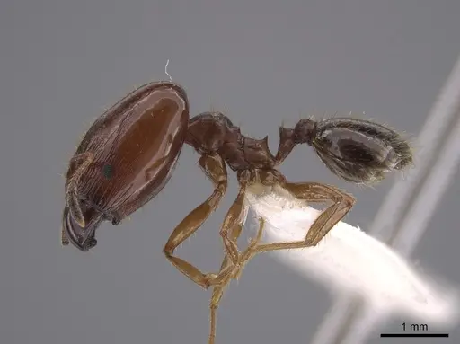 Pheidole schwarzmaieri specimen CASENT0652494 image casent0652494_3