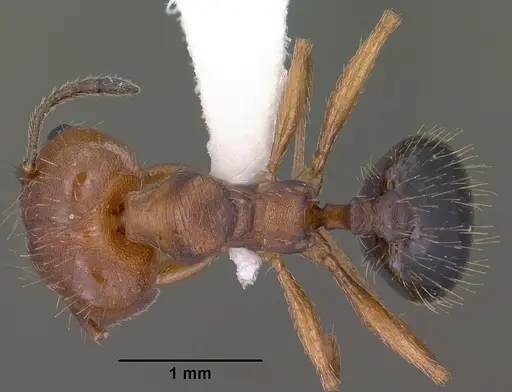 Pheidole sciara specimen CASENT0104445 image casent0104445_1