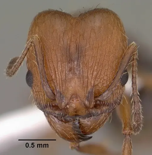 Pheidole sciara specimen CASENT0104445 image casent0104445_2