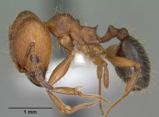 Pheidole sciara specimen CASENT0104445 image casent0104445_3