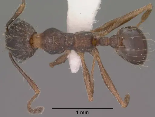 Pheidole sciara specimen CASENT0104446 image casent0104446_1