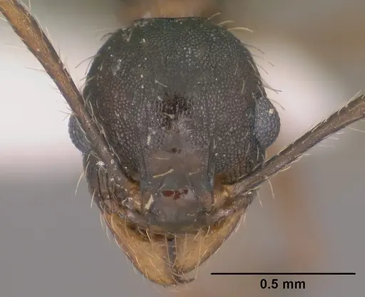 Pheidole sciara specimen CASENT0104446 image casent0104446_2