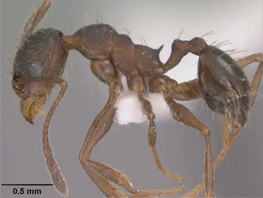 Pheidole sciara specimen CASENT0104446 image casent0104446_3