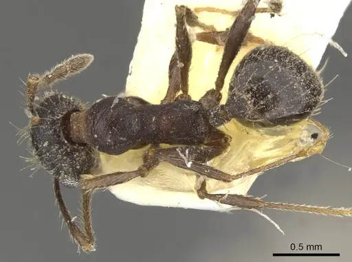 Pheidole sciara specimen CASENT0901553 image casent0901553_1