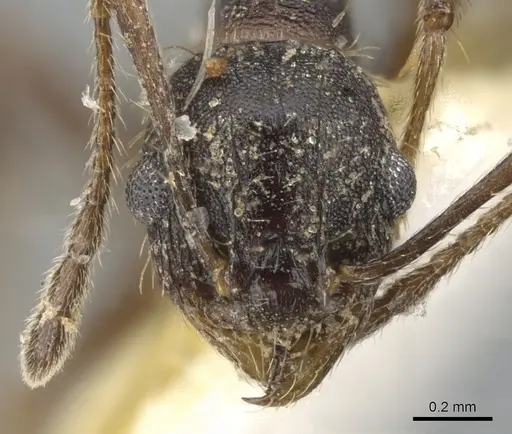 Pheidole sciara specimen CASENT0901553 image casent0901553_2