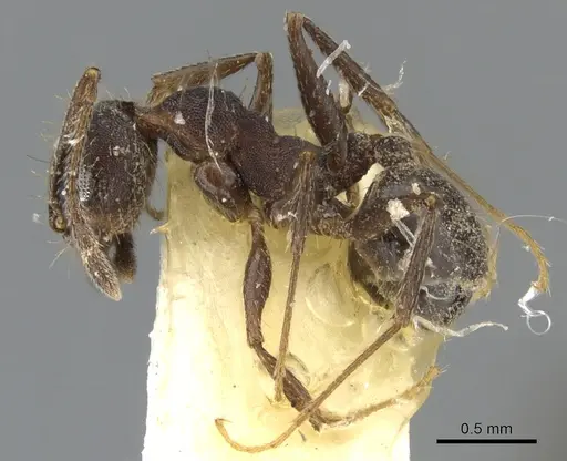 Pheidole sciara specimen CASENT0901553 image casent0901553_3