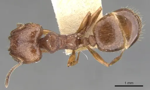 Pheidole sciara specimen CASENT0901554 image casent0901554_1