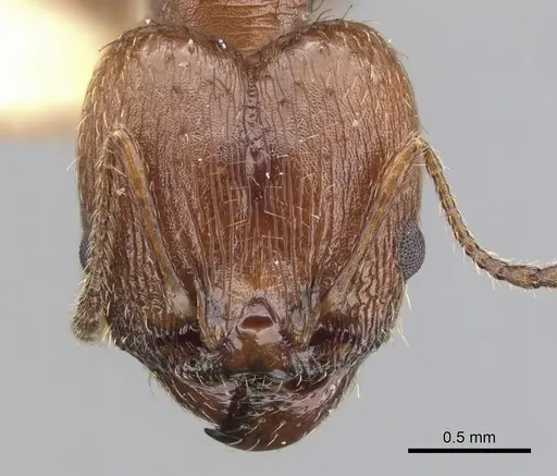 Pheidole sciara specimen CASENT0901554 image casent0901554_2