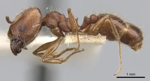 Pheidole sciara specimen CASENT0901554 image casent0901554_3