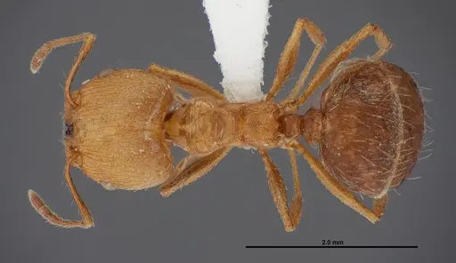 Pheidole sciara specimen FMNHINS0000062817 image fmnhins0000062817_1