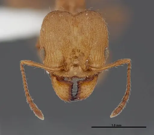 Pheidole sciara specimen FMNHINS0000062817 image fmnhins0000062817_2