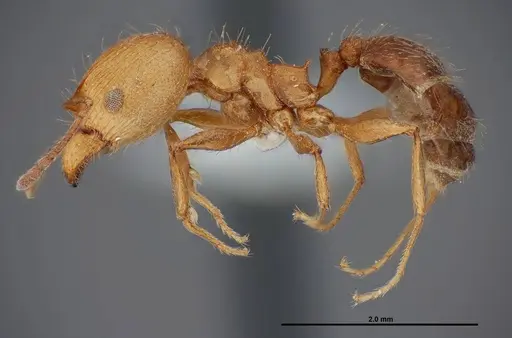 Pheidole sciara specimen FMNHINS0000062817 image fmnhins0000062817_3