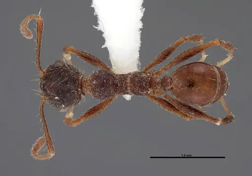 Pheidole sciara specimen FMNHINS0000062818 image fmnhins0000062818_1