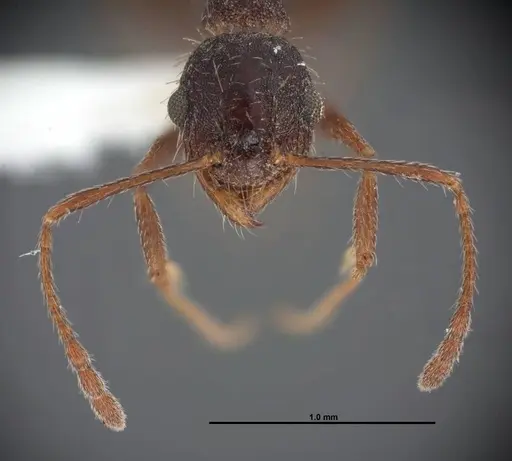 Pheidole sciara specimen FMNHINS0000062818 image fmnhins0000062818_2
