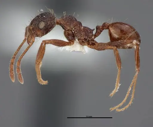 Pheidole sciara specimen FMNHINS0000062818 image fmnhins0000062818_3