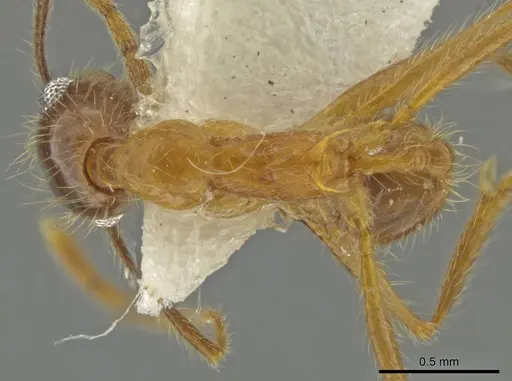 Pheidole scimitara specimen CASENT0645867 image casent0645867_1