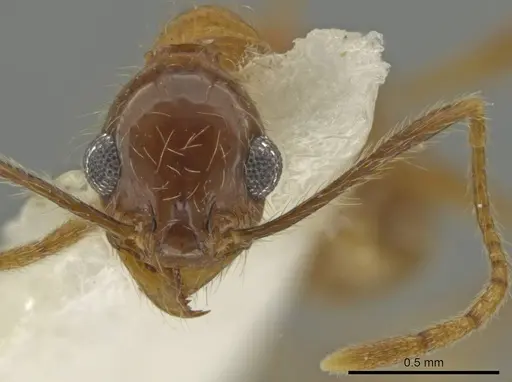 Pheidole scimitara specimen CASENT0645867 image casent0645867_2