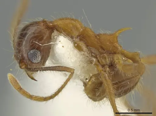 Pheidole scimitara specimen CASENT0645867 image casent0645867_3