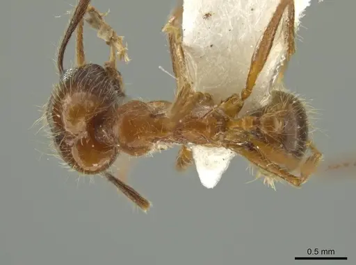 Pheidole scimitara specimen JTLC000016523 image jtlc000016523_1