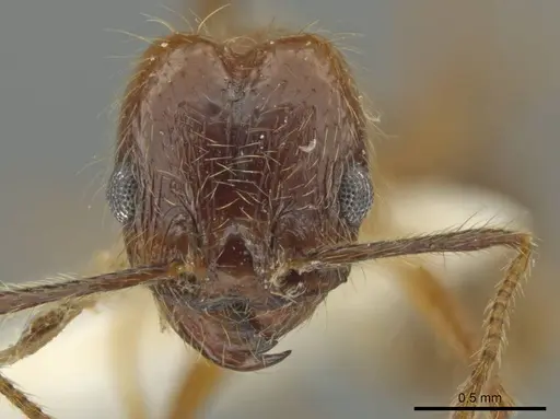 Pheidole scimitara specimen JTLC000016523 image jtlc000016523_2