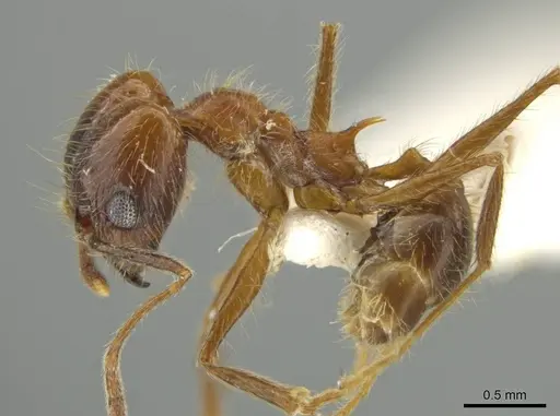 Pheidole scimitara specimen JTLC000016523 image jtlc000016523_3