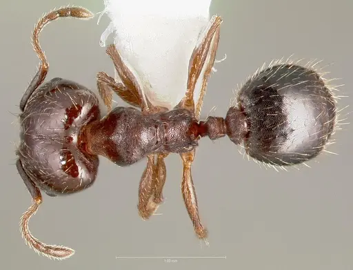 Pheidole sciophila specimen CASENT0005771 image casent0005771_1