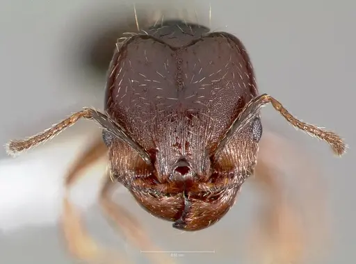 Pheidole sciophila specimen CASENT0005771 image casent0005771_2