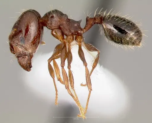 Pheidole sciophila specimen CASENT0005771 image casent0005771_3