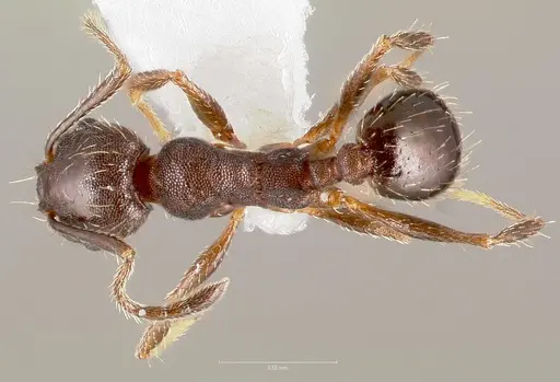 Pheidole sciophila specimen CASENT0005772 image casent0005772_1