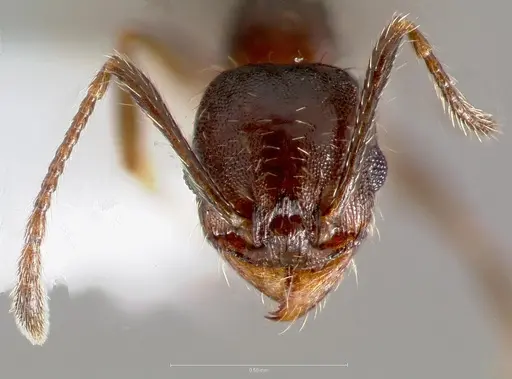 Pheidole sciophila specimen CASENT0005772 image casent0005772_2