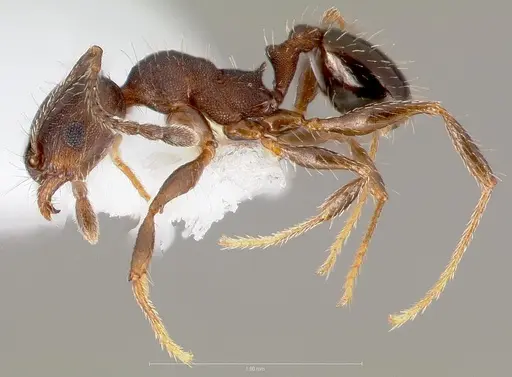 Pheidole sciophila specimen CASENT0005772 image casent0005772_3