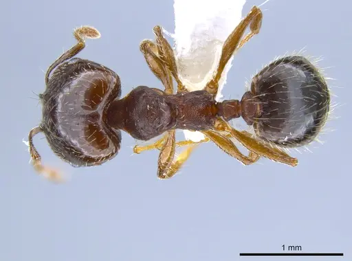 Pheidole sciophila specimen CASENT0619956 image casent0619956_1